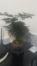 开时果 文竹盆栽桌面摆件盆景 办公室植物竹子水培绿植盆景源头直发包邮 【推荐款】舍得紫砂盆+苔藓+底座 实拍图
