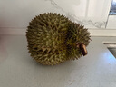 小鹿蓝蓝_牛初乳奶贝贝 60g 奶片儿童零食宝宝奶片含牛初乳酥脆易咀嚼 实拍图