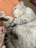 卫仕NOURSE 猫卵磷脂猫咪美毛粉猫用软磷脂宠物鱼油颗粒毛发稀少掉毛 猫卵磷脂180g 实拍图