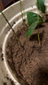 德沃多肥料纯进口泥炭营养土25L植物有机种植颗粒土壤花土种菜养花多肉土壤 实拍图