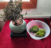 开时果 小叶赤楠盆景摆件 办公室桌面绿植花卉好养盆栽植物源头直发包邮 【热销款】哥窑浸墨盆+苔藓+底座 实拍图