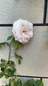 墨一藤本月季爬墙蔷薇庭院阳台开花 粉色龙沙宝石1.5-1.6M源头直发 实拍图