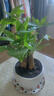 发财树盆栽大植物室内办公室桌面客厅小盆景招财树苗绿植花卉盆栽 三杆发财树 5-8cm【随机陶瓷盆】 【送肥料】 实拍图