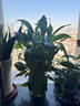 【热销款】白掌一帆风顺盆栽水培植物室内花绿植红掌发财树吸甲醛 特级白掌10-12株带花【基地原盆原土】 实拍图