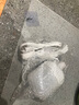 天蜗家用LED灯泡简易插座灯E27带插头开关线超亮节能灯悬挂式螺口灯座 2.3米线＋60W LED灯泡白光 实拍图