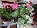花翁绣球花苗无尽夏大花幸运八仙花阳台室内庭院花卉盆栽植物源头直发 实拍图