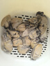 新鲜生蚝肉鲜活现剥去壳海鲜原浆海蛎子牡蛎肉冷冻刺身不带壳烧烤 生蚝肉 500g*2包 实拍图