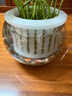 花伴你水培植物玻璃瓶透明玻璃花瓶容器绿萝花盆圆球形鱼缸水养大号器皿 15圆球花瓶-水培 实拍图