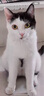 领先主食猫条14g*5条(5种口味)成幼猫罐头全价猫粮湿粮零食营养补水 实拍图
