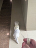 欢宠网猫咪牵引绳猫绳宠物防挣脱可调松紧背心式专用溜遛猫绳子外出用品 实拍图