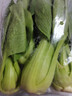 上海青500g(油菜) 实拍图
