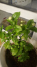 绿之妙圆叶正宗虎头茉莉花盆栽室内浓香花卉重瓣老桩带花苞四季开花植物 实拍图