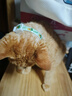 欢宠网猫咪驱虫项圈狗狗猫宠物狗猫圈除跳蚤猫猫幼猫小猫小狗体外去跳蚤 实拍图