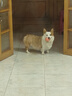 麦富迪狗粮 乖宝乐狗粮成犬通用均衡营养（牛肉蛋黄）10kg/20斤 实拍图