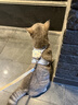 憨憨乐园猫咪牵引绳可调节遛猫绳子可爱幼猫外出专用胸背小型犬宠物用品m 实拍图