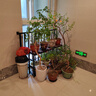 花大师 兰花专用土蝴蝶兰君子兰专用花土营养土兰花植料松树皮颗粒透气 高配版15升（松树皮+多种石料） 实拍图