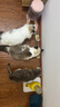 领先猫主食罐头猫咪零食湿粮全价猫粮礼盒装混合口味85g*30罐 实拍图