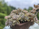 ulanzi优篮子 相机百折布黑白格（50cm）P人化妆包魔术布百贴布相机包裹布佳能尼康switch便携ipad内胆包 实拍图