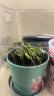 IAM City Farmer波斯菊格桑花迷你盆栽绿植幼儿园儿童植物种植种子套装开学季作业 实拍图