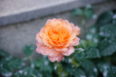 适马（SIGMA）18-50mm F2.8 DC DN｜Contemporary 恒定大光圈标准变焦人像镜头 适马1850半画幅微单相机挂机镜头 索尼E卡口 官方标配【主图赠品+0元限时升级套餐一】 实拍图