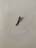 承艺黄金芽新茶茶叶正宗特级安吉白茶绿茶罐装100g茗茶源头直发 实拍图