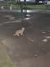 网易严选【小王子联名】全价猫粮 主粮宠物幼猫成猫主粮 均衡营养优选食材 【天性喂养】原野禽肉 50g*1袋 实拍图