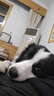 疯狂小狗 中大型幼犬成犬狗粮边牧边境牧羊犬专用全价粮20斤狗粮10kg 实拍图