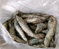 东上御品虾 青岛大虾基围虾鲜活青虾白虾海虾对虾冰虾冻虾生鲜 虾类 海鲜 3.6斤(净重)  盐冻大虾【单只冻】 20/30规格【特大虾皇】 实拍图