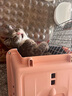 普安特宠物猫咪驱虫药驱虫体内外同驱跳蚤犬虱非泼罗尼滴剂爱滴克 实拍图