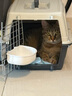 獒少保【新国航标准】宠物航空箱猫狗托运输猫咪狗狗外出箱便携手提笼子 升级款1号【建议12斤内宠物】 实拍图