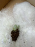 韩版汤圆奶酪多肉植物盆栽套餐新手办公室内萌肉创意绿植花卉 汤圆小苗2厘米【1颗】 实拍图