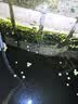 森森（SUNSUN）鱼池过滤器鱼缸过滤桶水池循环设备池塘过滤系统子公司格池 CPF适合2立方水过滤套餐【带水泵全套】 实拍图