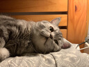 艾禾美（Arm&Hammer）铁锤猫砂除臭粉宠物猫尿除味剂猫咪除臭剂 实拍图