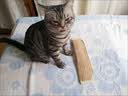 阿柴与猫猫薄荷抱枕磨牙耐咬洁牙猫咪玩具糖果自嗨解闷黄麻猫抓板大号 实拍图