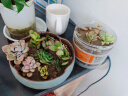 百潮盛多肉植物 小盆栽批发 豪华套装多肉组合桃蛋玉露绿植花卉园艺 【随机】12颗植物不重复 选项文字有标注 实拍图