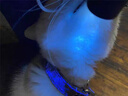 WarsunWL01猫藓灯伍德氏荧光蔬菜检测紫光紫外线365nm手电筒照猫尿 实拍图