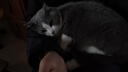 网易严选全价猫粮成猫幼猫蔓越莓夹心泡芙双拼猫粮 鸡肉蔓越莓1.5kg 实拍图