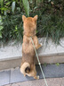 MAG狗狗鱼油卵磷脂450g/罐 犬用软磷脂美毛爆毛粉泰迪金毛 实拍图