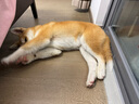 凯锐思 日本柴犬狗粮 专用秋田犬狗粮幼犬成犬专用粮 2kg*3 实拍图