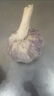 食尚半岛山东金乡鱼台大蒜多瓣祘头蒜种当季农家自种干蒜新鲜蔬菜紫皮批发 精品大蒜【中果】4—5公分5斤 实拍图