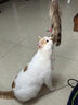 憨憨乐园猫零食木天蓼猫咪磨牙棒洁齿棒猫咬棒逗猫幼猫玩具幼猫自嗨棒5支 实拍图