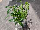 八芽小叶栀子花盆栽开花植物室内桌面茶几好养花卉绿植办公室净化空气 小叶栀子花-陶瓷竖纹盆 带盆栽好 实拍图