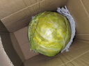 新鲜甘蓝包菜卷心菜新鲜嫩绿莲花白现摘现发到京东来买菜 新鲜包菜 2.5-3斤 人工挑拣 实拍图