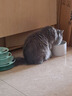 皇家（ROYAL CANIN）猫粮慕斯猫罐头湿粮奶糕幼猫粮全价粮 欧洲原装进口猫咪主食罐头 【1170g 猫奶糕罐头】195g*6罐 实拍图