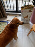 皇家狗粮 金毛成犬狗粮 犬粮 宠物大型犬 GR25 全价犬粮 ≥15月 12KG 实拍图