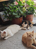 海洋之星冰川三文鱼烘焙猫粮 幼猫成猫粮美毛 布偶蓝猫全价鲜肉粮1.5kg 实拍图