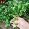 北蔬 香菜种子苗老品种四季盆栽大叶芫荽阳台菜籽 大叶香菜种子600粒 实拍图