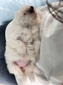 皇家狗粮幼犬奶糕幼犬狗粮宠物小型犬MIS30全价犬粮 ≤2月1KG 实拍图