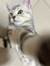 灵宠物语逗猫棒猫玩具猫转盘猫咪玩具多层自嗨神器解闷球猫抓板都熬玩具 实拍图