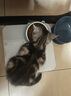 皇家猫粮 BK34猫奶糕全价粮1-4月龄K36幼猫猫粮怀孕及哺乳期母猫 BK34猫奶糕（1-4月）400g 实拍图